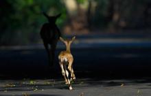 Blackbuck Fawn