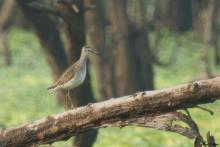 wood Sandpiper