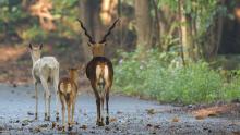 Blackbuck Family