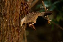 Yellow-billed Babbler