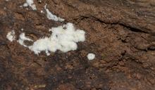 Fungi