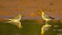 Citrine Wagtail and Yellow Wagtail