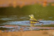 Yellow Wagtail