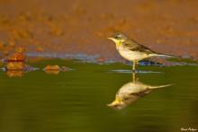 Yellow Wagtail