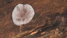 Fungi