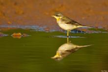 Yellow Wagtail