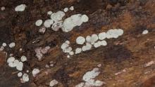 Fungi