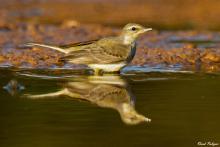 Yellow Wagtail