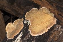 Fungi