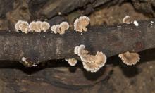 Fungi
