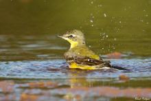 Yellow Wagtail