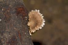 Fungi