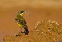 Yellow Wagtail