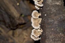 Fungi