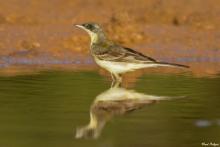 Yellow Wagtail