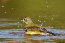Yellow Wagtail