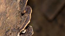 Fungi