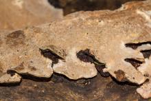 Fungi