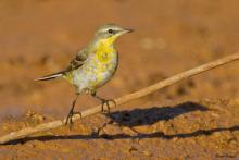 Yellow Wagtail