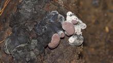 Fungi