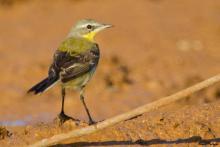 Yellow Wagtail