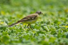 Yellow Wagtail