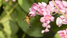 Honey bee