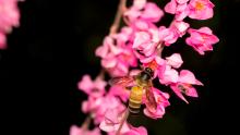 Honey bee