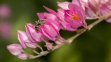 Megachile sp bee