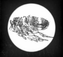 A flea as seen under a microscope
