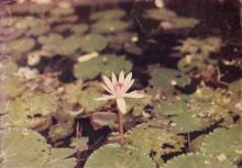 A photograph of a flower taken in 1985