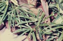 A photograph of potted plants, 1988
