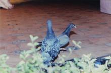 A pair of pigeons at the Open Air Theatre, Saarang 2005