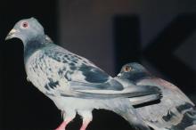 Two pigeons photographed during Saarang 2005
