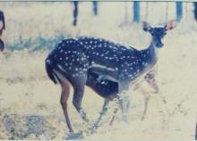 Spotted deer on the IIT Madras campus, 2001