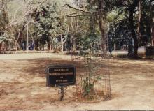 A sapling planted by Dr. Gururaj Deshpande, 2000