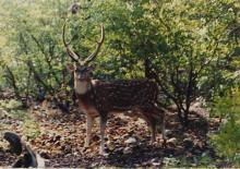 A spotted deer on the IIT Madras campus, 2001